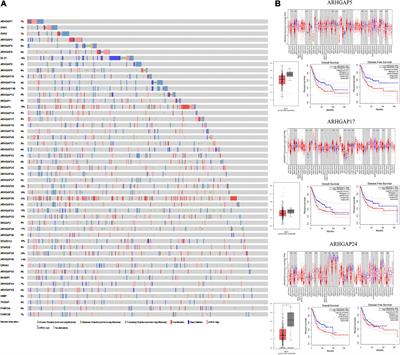 Transcriptomic Analysis Identified ARHGAP Family as a Novel Biomarker Associated With Tumor-Promoting Immune Infiltration and Nanomechanical Characteristics in Bladder Cancer